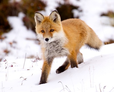 Renard marchant dans la neige, en pente, la patte arrière gauche très en biais