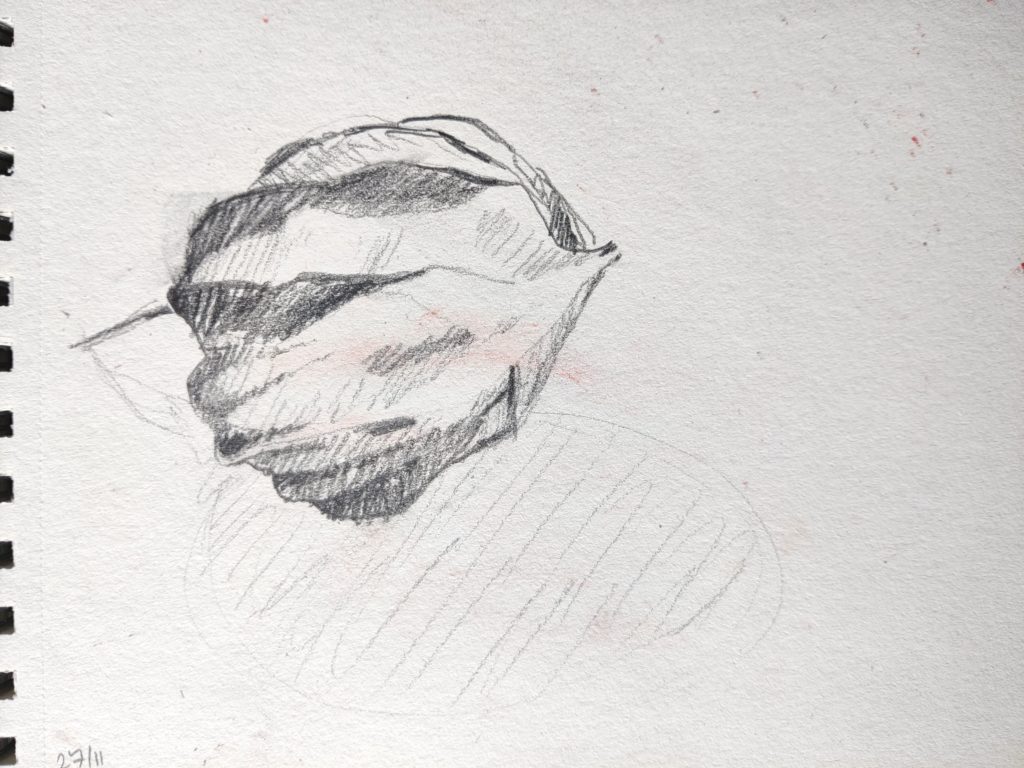 Dessin au crayon d'une fleur de physalis fermée