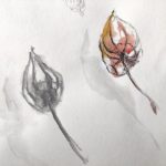 Croquis de deux physalis, l'un au crayon de papier aquarellable, l'autre au stylo feutre fin noir avec aquarelle