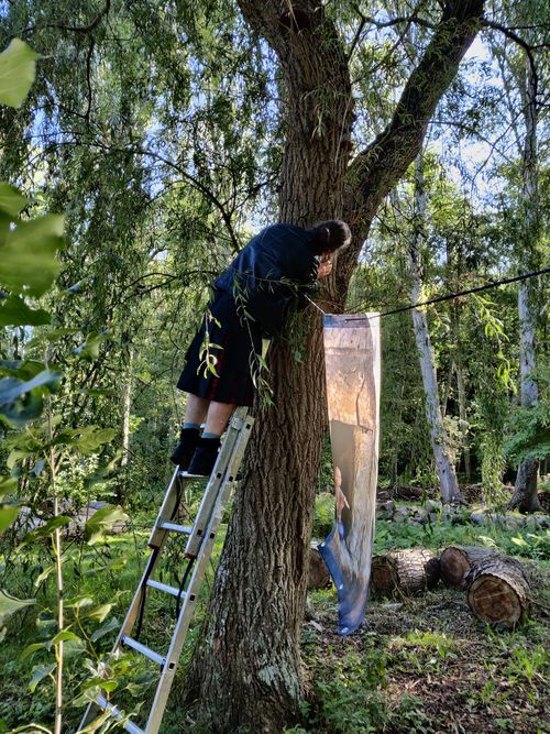 Un homme de dos, en haut d'une échelle posée contre un arbre, en train d'accocher une corde à l'arbre. On devine une affiche accrochée à la corde.