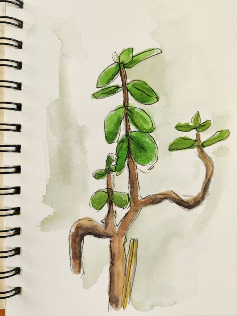 Croquis | Plante