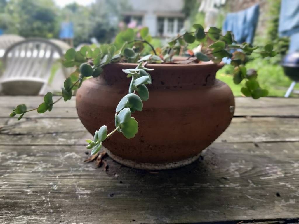 Pot en argile d'où sorte quelques branches d'une plante, posé sur une table en bois dans un jardin