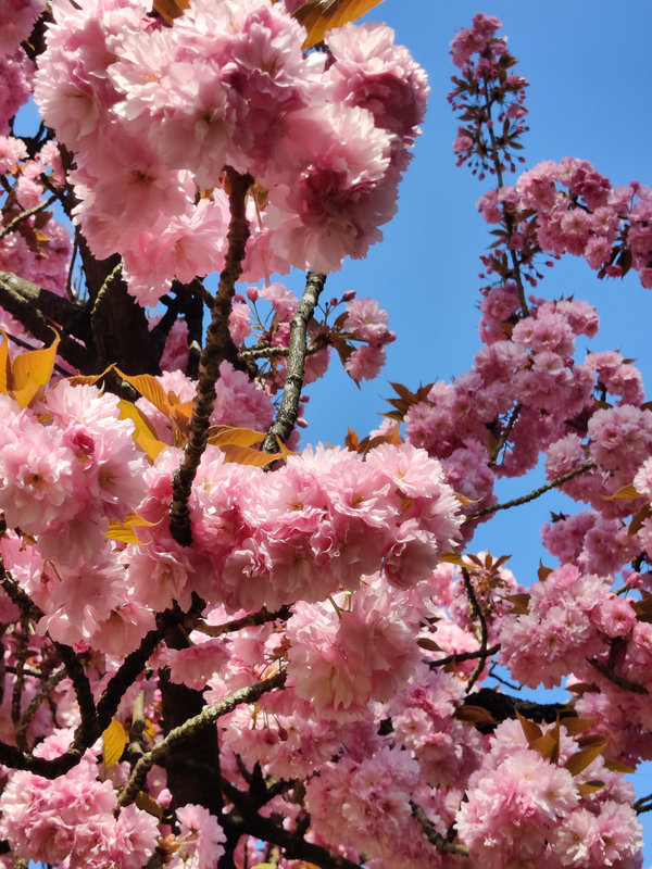 Des fleurs de cerisiers roses en quantité dans un seul cadrage serré